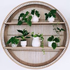 several plants are arranged in white vases on a wicker shelf with bamboo shelves