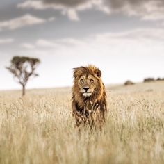a lion is walking through the tall grass in front of a lone tree on a cloudy day