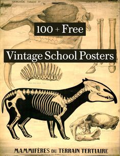 Journey through the pages of natural history with our exquisite collection of vintage educational posters. Witness the detailed natural world illustrations that captivated classrooms of the past. From Emile Deyrolle's lifelike animal depictions to botanical charts that bloom with knowledge, these free-to-download posters blend art with science in a tapestry of learning. Vintage Animal Poster, Vintage Educational Poster Ideas, Vintage Science Posters, Vintage Lithographs, Science Illustration Art, Natural History Poster, Old Illustration Vintage, Vintage Educational Posters Printable, Vintage Science Illustration