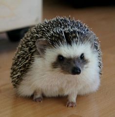 a small hedge sitting on top of a wooden floor