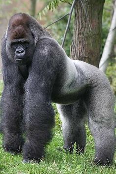 a gorilla standing in the grass next to a tree