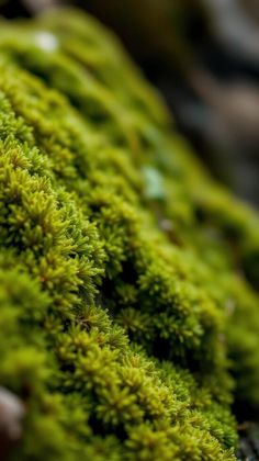 moss growing on the side of a rock