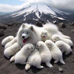 a group of white polar bears sitting on top of a mountain