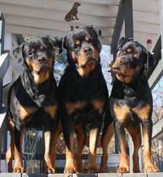 three black and brown dogs sitting on top of a wooden step next to each other