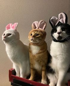 Funny cats. Cute. Best friend