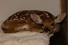 a baby deer laying on top of a bed next to a basket filled with blankets