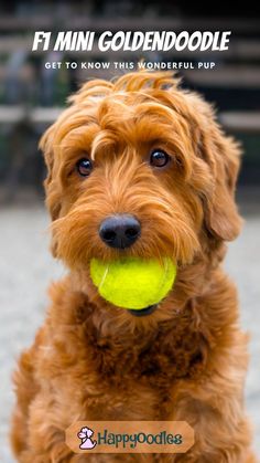 a brown dog holding a yellow tennis ball in its mouth with the caption happydogs