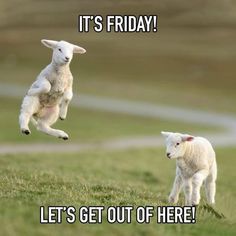 22 Funny Friday Memes post_categories] hilarious funny friday memes Friday Meme For Work, Friday Meme Funny, Friday Memes For Work, Friday Memes Funny, Funny Friday Memes, It’s Friday Meme, Tgif Meme Funny, Meme About Friday, Relatable Friday Memes