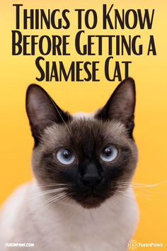 a siamese cat with the caption things to know before getting a siamese cat