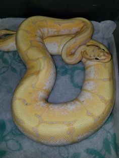 a large yellow snake laying on top of a blanket