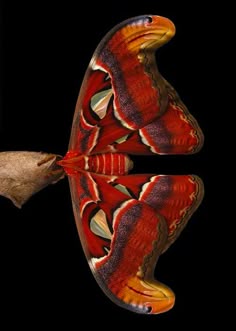 an orange and red moth on a black background
