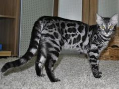 a black and gray cat standing on top of a white carpet next to a basket