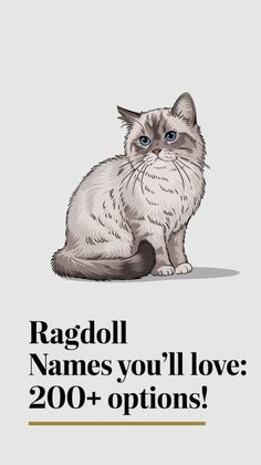 a white cat with blue eyes sitting on top of a sign that says ragoll names you'll love 200 + options