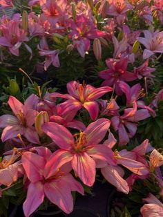 pink flowers are blooming in the garden