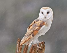 an owl sitting on top of a wooden post in the rain