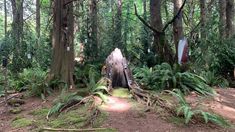 an area with many trees and plants in the woods, including one tree stump that has been cut down