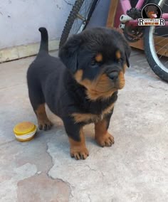 a small black and brown puppy standing next to a bike on the sidewalk with a yellow bowl in front of it