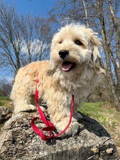 #dog #puppy #havanese #ootd Adult Havanese, Gold Havanese, Havanese Mix Dog, Havanese Dogs Full Grown, Havanese Dog, Havanese Dog Sitting, Dog Breed Havanese, Havanese Dog At Dog Show, Havanese Full Grown