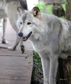 two white wolfs standing next to each other on a sidewalk with trees in the background
