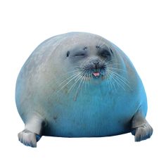 a seal with its eyes closed sitting on top of a blue ball in front of a white background