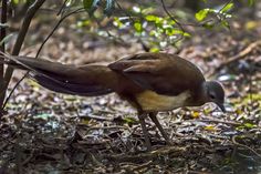 a brown and white bird standing on the ground next to a tree with green leaves