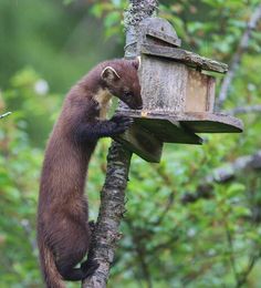 a small brown animal standing on top of a tree next to a bird feeder in a forest