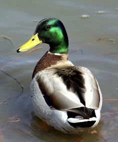 a duck is sitting in the water with it's head turned to the side
