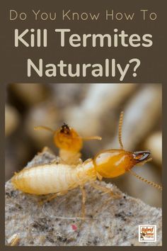 two termites with the words do you know how to kill termites naturally?