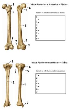 three views of the bones and their corresponding parts, including an x - ray bone