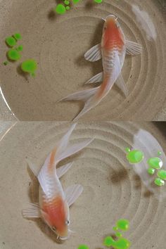 White and red koi fish painting in resin