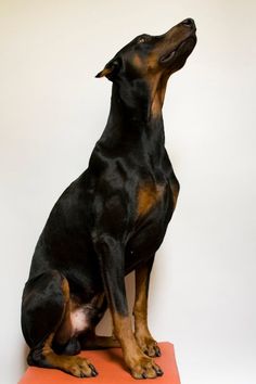 a black and brown dog sitting on top of an orange cushion in front of a white wall