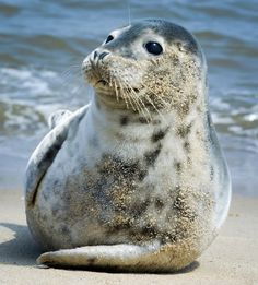 a grey seal on the beach with sand all over it's face and body