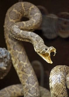 a close up of a snake with its mouth open