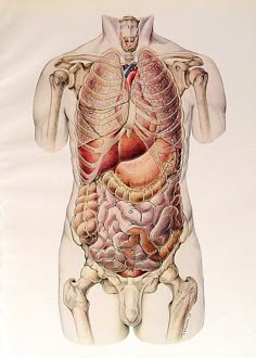 an image of the human body with organs and muscles on it's back side