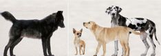 three different types of dogs standing next to each other