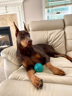 a brown dog laying on top of a white couch next to a blue ball in front of a fireplace