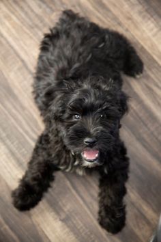 a small black dog laying on top of a wooden floor