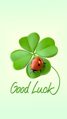 a ladybug sitting on top of a green leaf with the words good luck