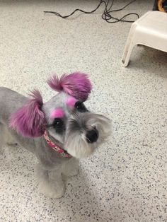 a small dog with pink hair standing on the floor
