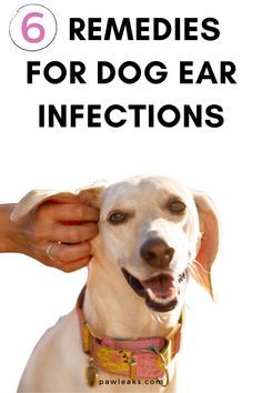 a dog getting his ears brushed by its owner with the title 6 remedies for dog ear infections