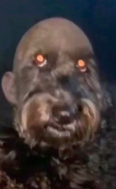 a dog with glowing orange eyes in the dark