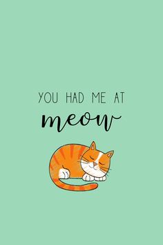an orange and white cat laying down with the words you had me at meow