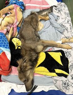 a dog laying on top of a pile of clothes