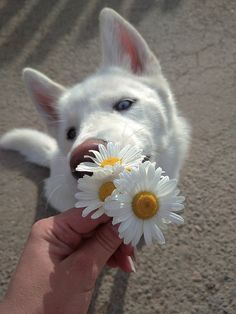 husky chamomile