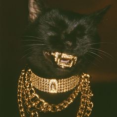 Cat With A Grill, Blinged Out Cat, Cat With Grills, Cat With Gold Tooth, Animals With Grillz, Golden Pfp, Cat With Chain Pfp, Black N Gold Aesthetic, Golden Teeth