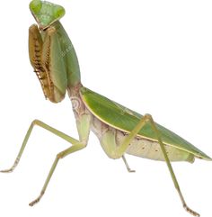 a close up of a praying mantissa on a white background with clippings