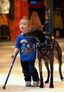 a little boy walking with a dog on a leash and holding a cane in his hand