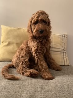 a brown dog sitting on top of a bed next to two pillows and a pillow