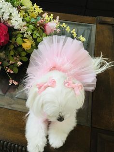 a small white dog wearing a pink tutu skirt and headband with flowers in the background