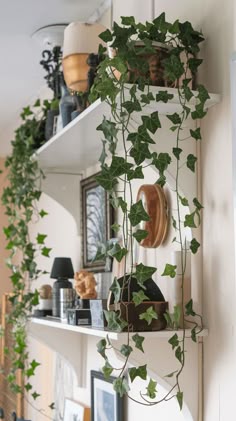 Enjoy the cascading beauty of English Ivy! This classic vine adds a touch of greenery to high shelves or hanging pots. #englishivy #indoorvines English Ivy For Bathroom, Ivy Hanging Plant, Vine Plant, Home Decor Inspiration With Ivy, Ivy Vines, Ivy Home Decor, Ivy In Bedroom, Home Decor With Ivy, Vine Plants